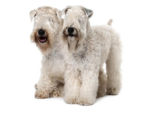 Country wheatens clearance